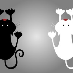 Gatto nero gatto bianco