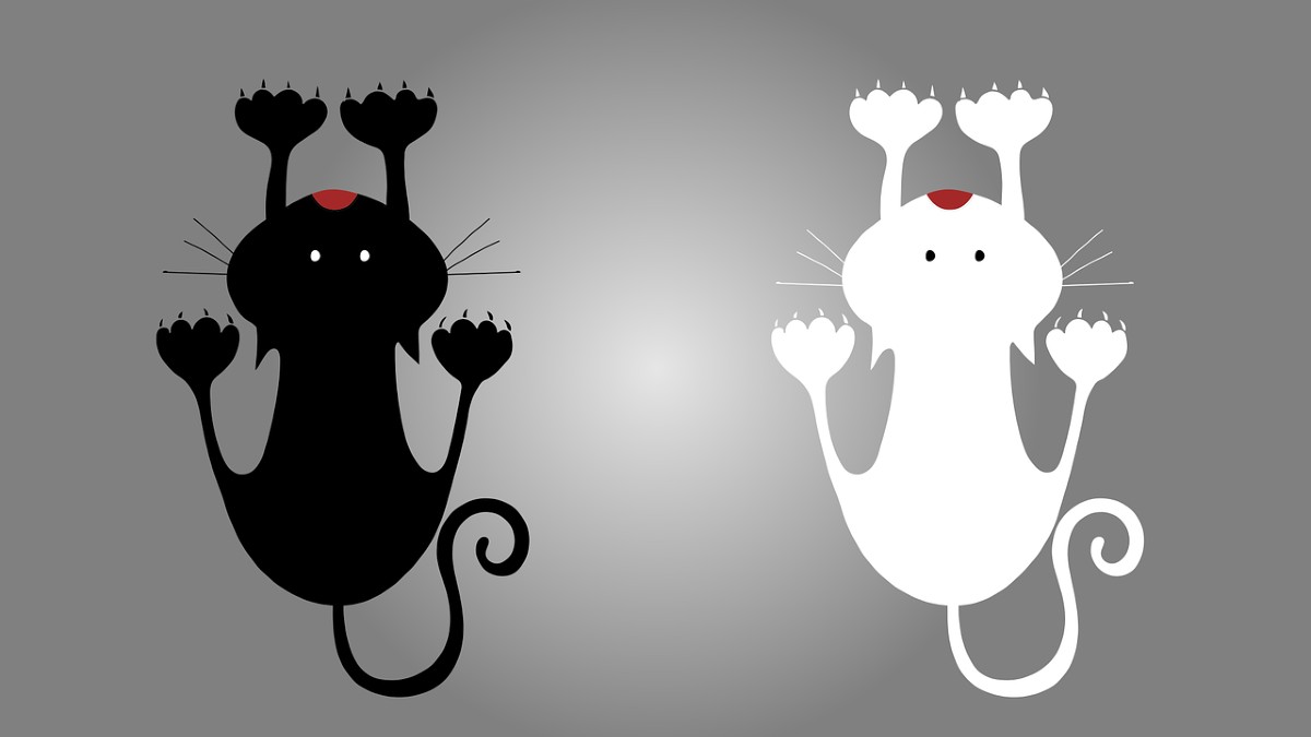 Gatto nero gatto bianco