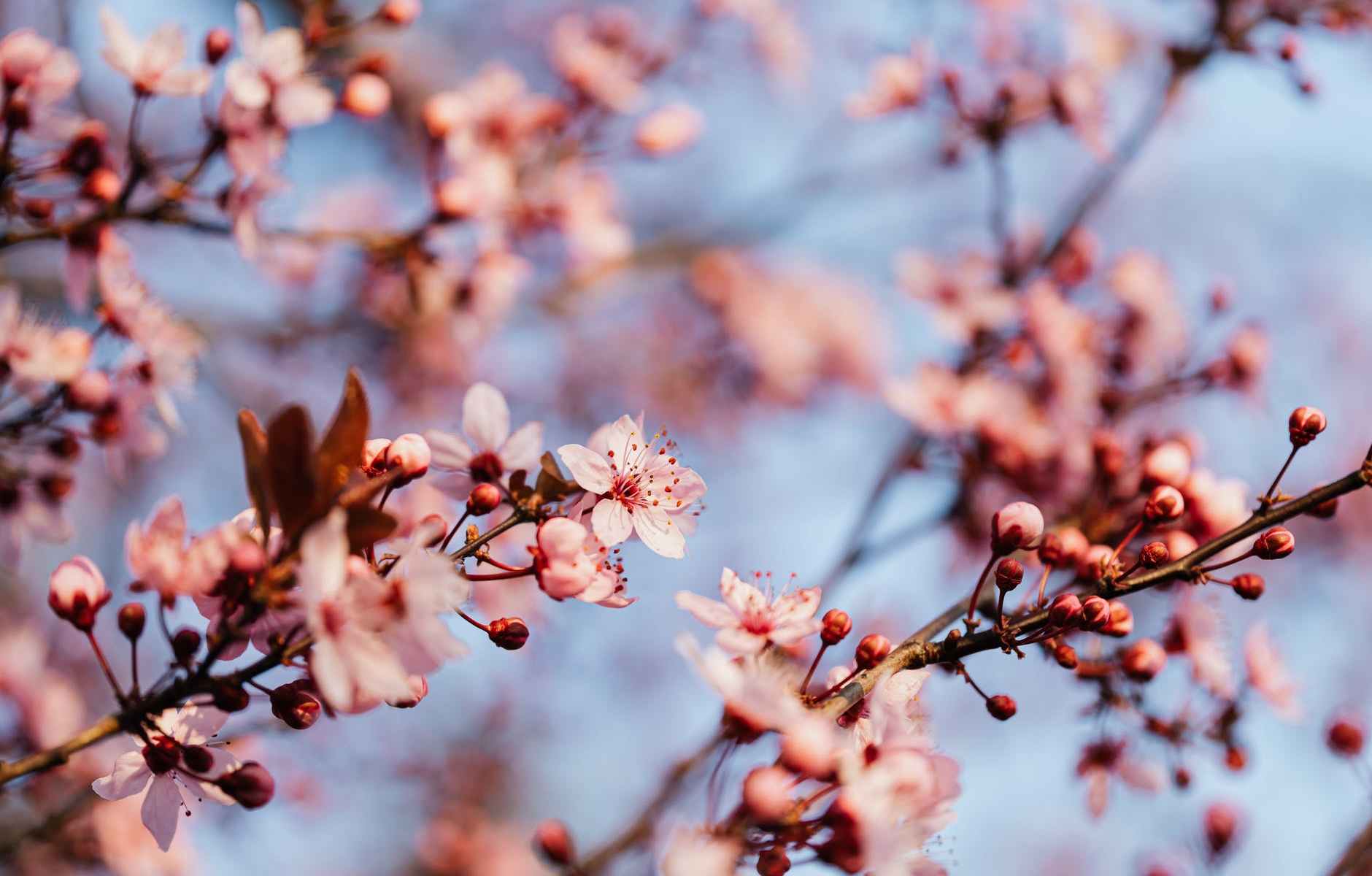 Voglio mangiare il tuo pancreas