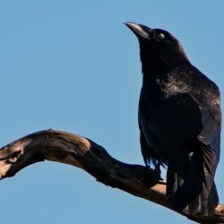 La cornacchia del Canadà